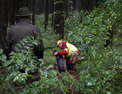 Ergebnisse: VSwP Neuvrees vom 08.06.2019