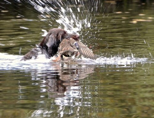 Wild & Hund begleitet Prüfungen beim Klub Kurzhaar-Voran Weser Ems