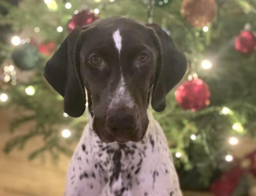 Frohe Weihnachten und ein gesundes neues Jahr!