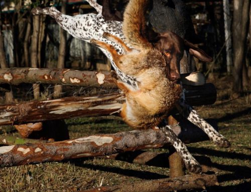 Leistungsstarker Jagdbegleiter sucht ein neues Revier