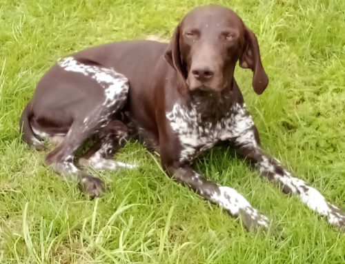 Bildschöner junger Rüde sucht jagdliches Zuhause