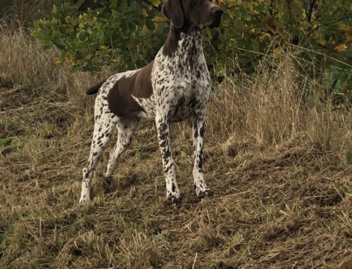 Wurfankündigung: „Von der Bärenhatz“