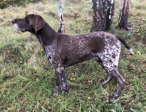 B-Wurf im Zwinger „Von der Bärenhatz“ gefallen