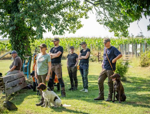 Vorbereitung auf Derby & VJP in Ungarn