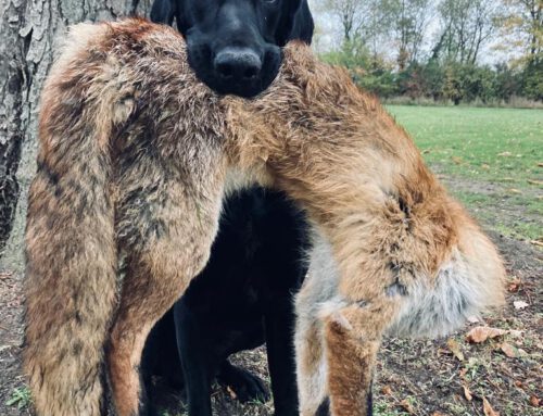 VGP-Hündin sucht eine Jägerfamilie