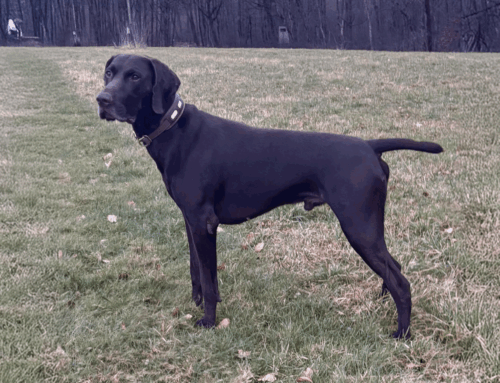 Zuchtrüde: Asko vom Preesterholt