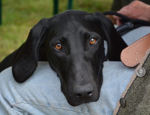 VGP-Hündin sucht Jägerfamilie