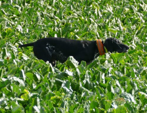 Vereinsübungsgruppe Mecklenburg Vorpommern startet am 22. Januar 2026