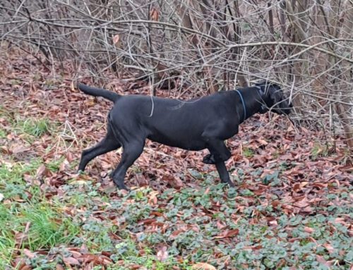 ++Achtung++DK-Hündin gestohlen++